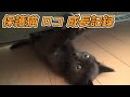 仔猫が忍者のような特技を見せてくれました！【逆さ走り】
