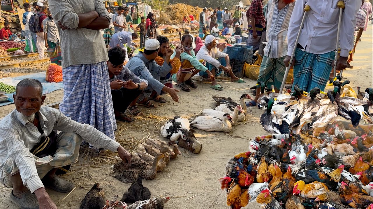 সস্তায় দেশি হাঁস মুরগি বিক্রি হচ্ছে এই গ্রামীণ এলাকার বাজারে | Rural market in Bangladesh 
