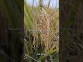 Alhamdulillah sudah menguning sampai pangkal wayahe panen lur #padi #sawah #petani #inpari32