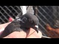 Рассуждение о николаевских голубях