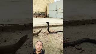 #cobra #kingcobra #wildlife #animals #kingsnake #snake #animallife #viralvideo #funny #nature