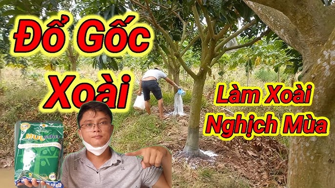3. Quy Trình Chi Tiết Xử Lý Xoài Ra Hoa Trái Vụ