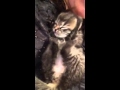Ticklish kitten and Cuddle