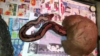 Het albino Ball Python eats large rat