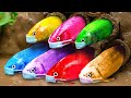 Colorful Koi Fish Cute Catfish Pink Eggs Mukbang ASMR | Release River Fish Funny Bon Bon Fishing