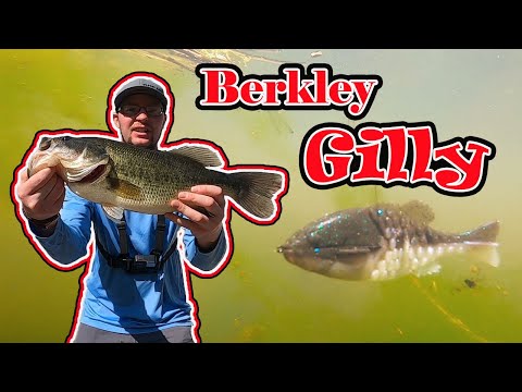 Catching GIANT BASS fishing the NEW BERKLEY POWERBAIT GILLY!! POND