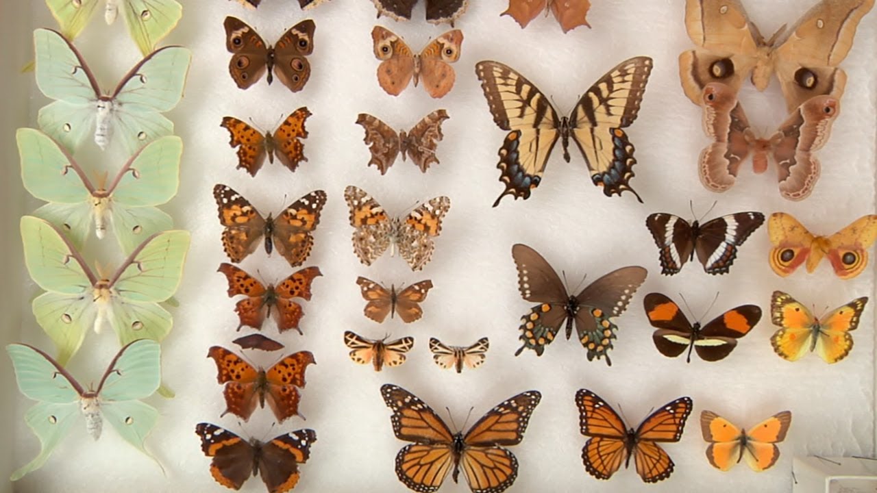 Butterflies vs Moths: What are the differences?