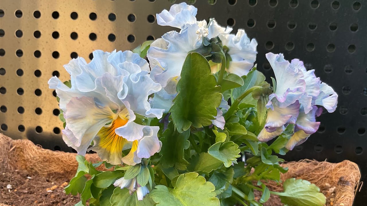 【謹賀新年🎍】アメリカンブルー冬越し…驚き🫢の途中経過にビックリ🫨‼️