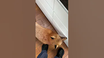 Сладкое