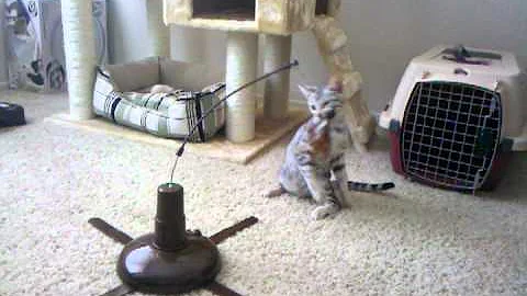 Video 9273761: toy bengal, home bengal