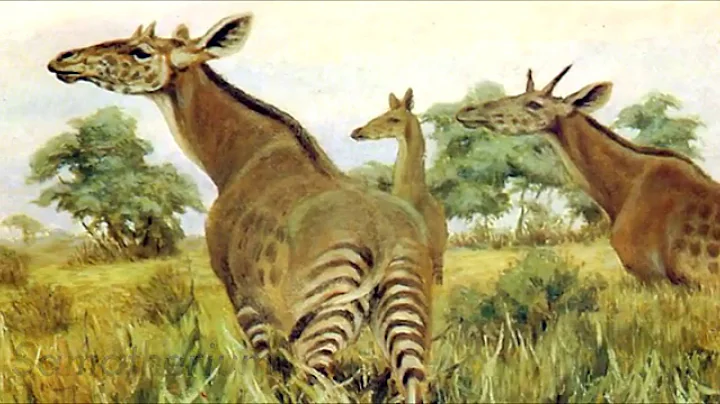 How did the Giraffe Evolve?