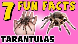 7 FUN FACTS ABOUT TARANTULAS! SPIDER FACTS FOR KIDS! Spider Webs! Learning Colors Funny Sock Puppet!