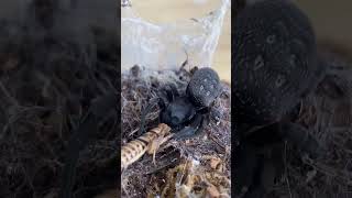 BLUEBERRY THE PET VELVET SPIDER CATCHES AND EATS A CRICKET! #shorts