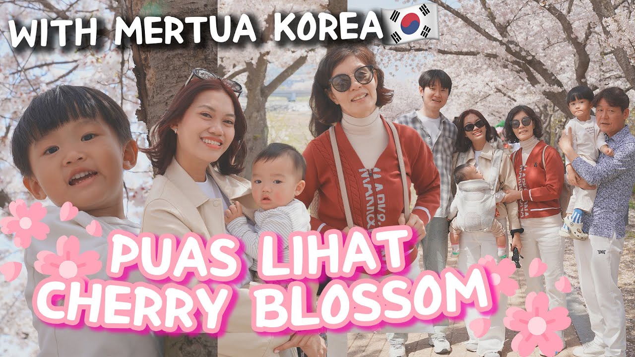PERTAMA KALI NGERASAIN HUJAN CHERRY BLOSSOM DENGAN KELUARGA KOREA😍🌸