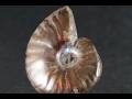 ファイヤーアンモナイト 化石 14.0g / Ammonite Fossil - YouTube
