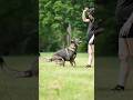 5 Exercises You Can Do with Your German Shepherd #GermanShepherd #WorkoutWithDog #Shorts
