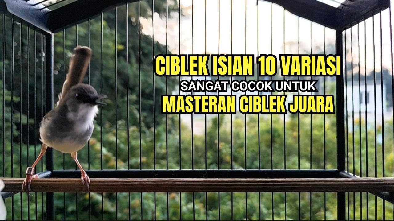 CIBLEK SEMI GACOR ISIAN MEWAH COCOK UNTUK PANCINGAN CIBLEK KRISTAL BAHAN