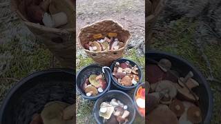 За грибами в лес за речку!