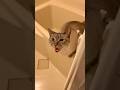 猫がお風呂場でブチギレてるんですが…