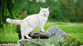 Music that cats love, sleep music for cats, Nature sounds & stress relief music