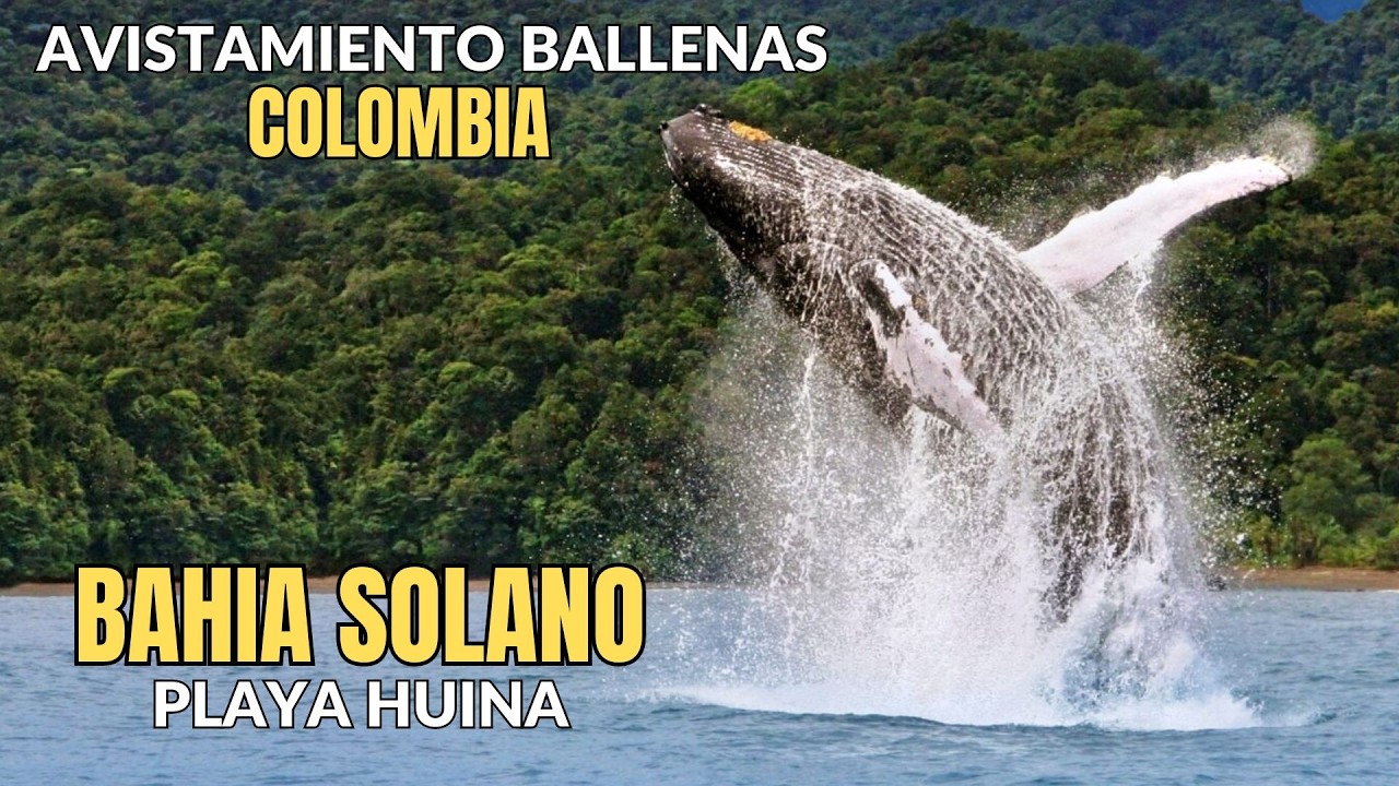 🐳🌴Episodio 1. Avistamiento de Ballenas en el Pacífico Colombiano: Bahía  Solano, cascada Nabuga 🐳🌴