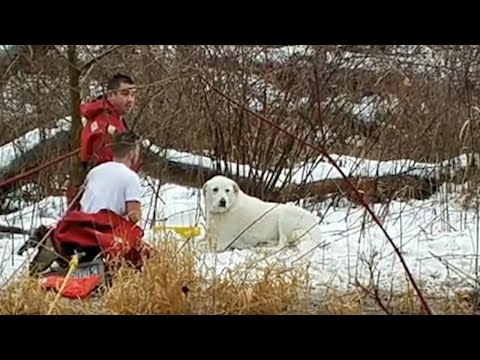 Watch CNY firefighters rescue a panicked dog trapped on island in icy creek (video)