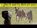 Top 10 fastest animal in the world ll   10      