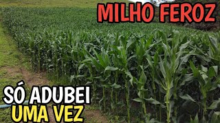 VIP Fierce Corn 3: Results from a Different Planting Method