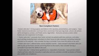 Foster Faster: Growing Your Dog Foster Program - conference recording