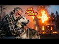 Dog’s Instinct Saves Owner Moments Before Explosion