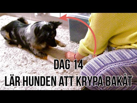 Video: Hur man lär din hund att göra tricks i 5 enkla steg