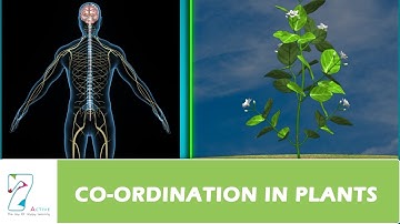 COORDINATION IN PLANTS