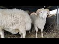 Чечня скотный рынок , Овцы, Козы, Урус-мартан 13.12.20г