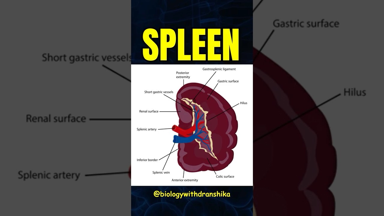 🩸 Spleen – The body’s natural blood filter & immune warrior! 