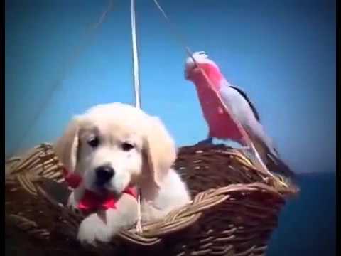 Video: ¿Es tu perro un perrito aventurero?