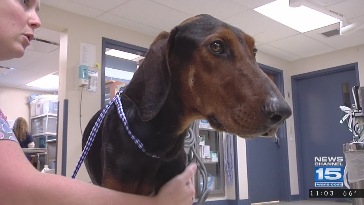 Dog recovering after being shot - YouTube