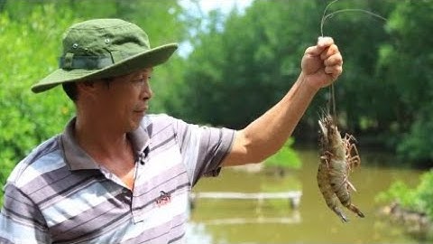 Nuôi tôm sinh thái bảo vệ rừng ngập mặn