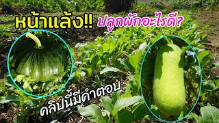 หน้าแล้งนี้ จะปลูกผักอะไรดี คลิปนี้มีคำตอบให้ครับ