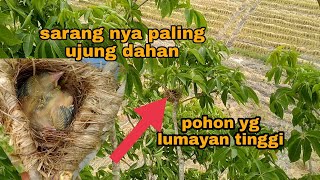 panen anakan burung kepodang_tinggi banget