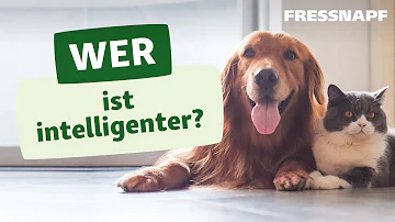 Wer hat mehr IQ Hund oder Katze?