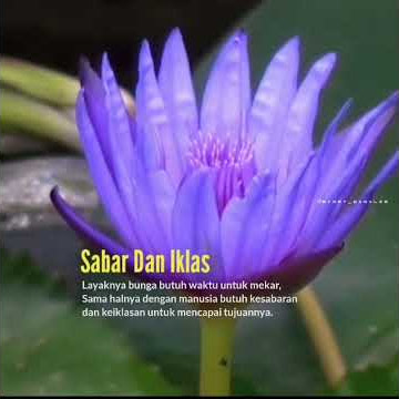 story wa bunga mekar 30 detik #shorts