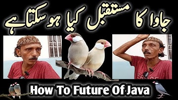 Java Sparrow ka Mustakbil kya ho sakta ha l How To Future Java Sparrow l V No 155 Sur Birds Channel