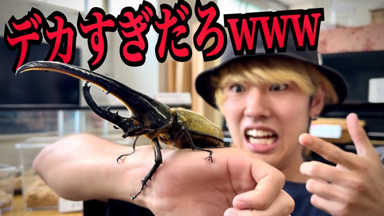 昆虫フィールド 2000　オオクワガタ　ヘラクレス　タガメ 昆虫フィールド 2000 昆虫フィールド 2000 オオクワガタ ヘラクレス