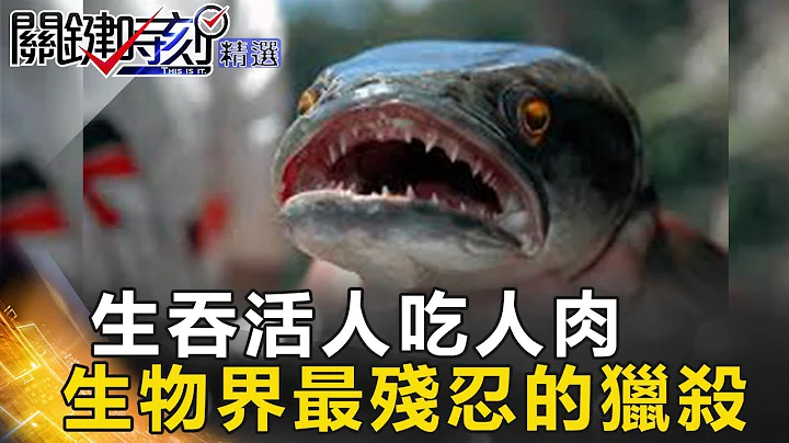 生吞活人吃人肉 生物界最殘忍的獵殺 - 關鍵時刻精選 舒夢蘭 朱學恆 馬西屏 黃創夏 陳耀寬 - 天天要聞