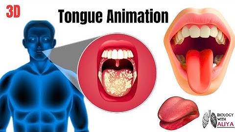 tongue animation | medical 3d animation | BiologywithAliya