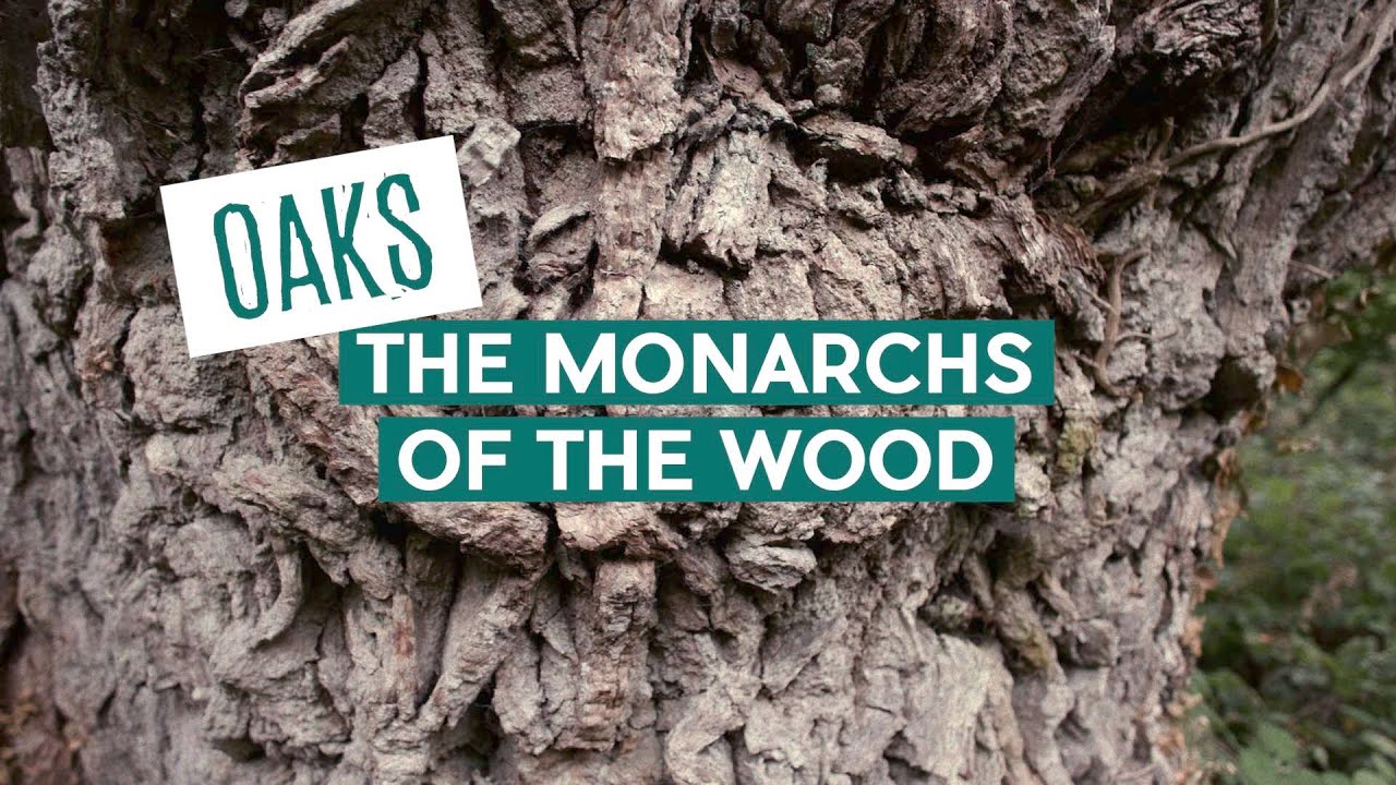FILM: Oaks - The Monarchs of the Woods | Wytham Woods
