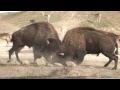 アメリカバイソンの本気