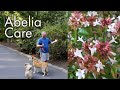 How to maintain abelia  description and care instructions