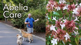 How to Maintain Abelia  Description and Care Instructions
