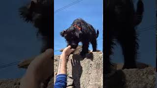 Teaching the giant schnauzer puppy SAR alerting